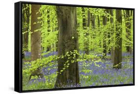 Bluebell Carpet in a Beech Woodland, West Woods, Lockeridge, Wiltshire, England. Spring-Adam Burton-Framed Stretched Canvas