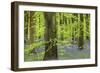 Bluebell Carpet in a Beech Woodland, West Woods, Lockeridge, Wiltshire, England. Spring-Adam Burton-Framed Photographic Print