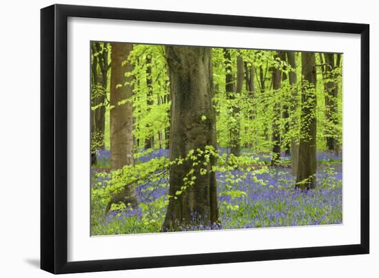 Bluebell Carpet in a Beech Woodland, West Woods, Lockeridge, Wiltshire, England. Spring-Adam Burton-Framed Photographic Print