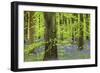 Bluebell Carpet in a Beech Woodland, West Woods, Lockeridge, Wiltshire, England. Spring-Adam Burton-Framed Photographic Print