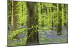 Bluebell Carpet in a Beech Woodland, West Woods, Lockeridge, Wiltshire, England. Spring-Adam Burton-Mounted Photographic Print