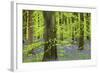 Bluebell Carpet in a Beech Woodland, West Woods, Lockeridge, Wiltshire, England. Spring-Adam Burton-Framed Photographic Print