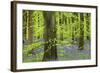 Bluebell Carpet in a Beech Woodland, West Woods, Lockeridge, Wiltshire, England. Spring-Adam Burton-Framed Photographic Print