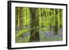 Bluebell Carpet in a Beech Woodland, West Woods, Lockeridge, Wiltshire, England. Spring-Adam Burton-Framed Photographic Print