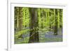 Bluebell Carpet in a Beech Woodland, West Woods, Lockeridge, Wiltshire, England. Spring-Adam Burton-Framed Photographic Print