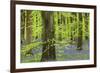 Bluebell Carpet in a Beech Woodland, West Woods, Lockeridge, Wiltshire, England. Spring-Adam Burton-Framed Photographic Print