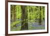 Bluebell Carpet in a Beech Woodland, West Woods, Lockeridge, Wiltshire, England. Spring-Adam Burton-Framed Photographic Print