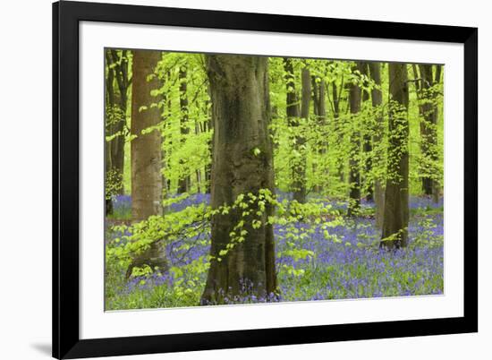 Bluebell Carpet in a Beech Woodland, West Woods, Lockeridge, Wiltshire, England. Spring-Adam Burton-Framed Photographic Print