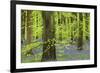 Bluebell Carpet in a Beech Woodland, West Woods, Lockeridge, Wiltshire, England. Spring-Adam Burton-Framed Photographic Print