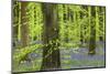 Bluebell Carpet in a Beech Woodland, West Woods, Lockeridge, Wiltshire, England. Spring-Adam Burton-Mounted Photographic Print