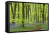 Bluebell Carpet in a Beech Woodland, West Woods, Wiltshire, England. Spring-Adam Burton-Framed Stretched Canvas