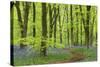 Bluebell Carpet in a Beech Woodland, West Woods, Wiltshire, England. Spring-Adam Burton-Stretched Canvas