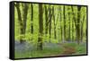 Bluebell Carpet in a Beech Woodland, West Woods, Wiltshire, England. Spring-Adam Burton-Framed Stretched Canvas