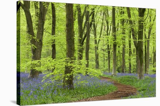 Bluebell Carpet in a Beech Woodland, West Woods, Wiltshire, England. Spring-Adam Burton-Stretched Canvas