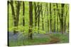 Bluebell Carpet in a Beech Woodland, West Woods, Wiltshire, England. Spring-Adam Burton-Stretched Canvas