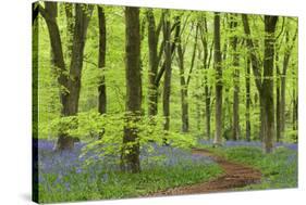 Bluebell Carpet in a Beech Woodland, West Woods, Wiltshire, England. Spring-Adam Burton-Stretched Canvas