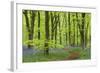 Bluebell Carpet in a Beech Woodland, West Woods, Wiltshire, England. Spring-Adam Burton-Framed Photographic Print