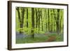 Bluebell Carpet in a Beech Woodland, West Woods, Wiltshire, England. Spring-Adam Burton-Framed Photographic Print