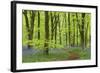 Bluebell Carpet in a Beech Woodland, West Woods, Wiltshire, England. Spring-Adam Burton-Framed Photographic Print