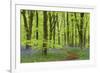 Bluebell Carpet in a Beech Woodland, West Woods, Wiltshire, England. Spring-Adam Burton-Framed Photographic Print