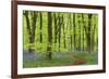 Bluebell Carpet in a Beech Woodland, West Woods, Wiltshire, England. Spring-Adam Burton-Framed Photographic Print