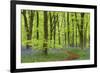 Bluebell Carpet in a Beech Woodland, West Woods, Wiltshire, England. Spring-Adam Burton-Framed Photographic Print