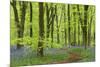 Bluebell Carpet in a Beech Woodland, West Woods, Wiltshire, England. Spring-Adam Burton-Mounted Photographic Print