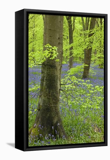 Bluebell Carpet in a Beech Woodland, West Woods, Wiltshire, England. Spring-Adam Burton-Framed Stretched Canvas