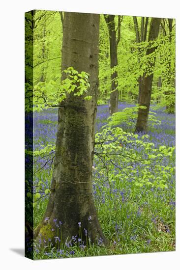 Bluebell Carpet in a Beech Woodland, West Woods, Wiltshire, England. Spring-Adam Burton-Stretched Canvas