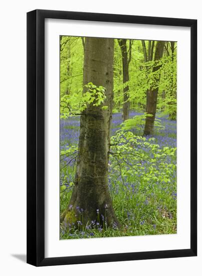 Bluebell Carpet in a Beech Woodland, West Woods, Wiltshire, England. Spring-Adam Burton-Framed Photographic Print