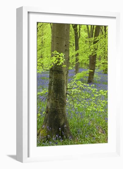 Bluebell Carpet in a Beech Woodland, West Woods, Wiltshire, England. Spring-Adam Burton-Framed Photographic Print