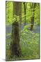 Bluebell Carpet in a Beech Woodland, West Woods, Wiltshire, England. Spring-Adam Burton-Mounted Photographic Print