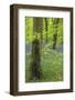 Bluebell Carpet in a Beech Woodland, West Woods, Wiltshire, England. Spring-Adam Burton-Framed Photographic Print