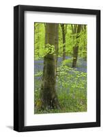 Bluebell Carpet in a Beech Woodland, West Woods, Wiltshire, England. Spring-Adam Burton-Framed Photographic Print