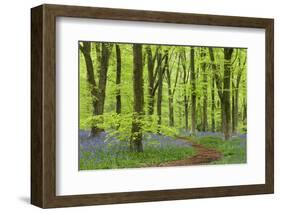 Bluebell Carpet in a Beech Woodland, West Woods, Wiltshire, England. Spring-Adam Burton-Framed Photographic Print