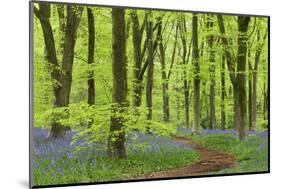 Bluebell Carpet in a Beech Woodland, West Woods, Wiltshire, England. Spring-Adam Burton-Mounted Photographic Print