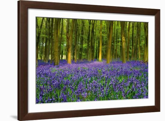 Bluebell Carpet-Alex Stewart-Framed Giclee Print