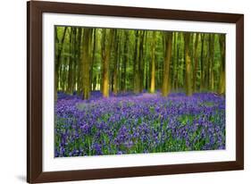 Bluebell Carpet-Alex Stewart-Framed Giclee Print