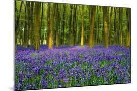 Bluebell Carpet-Alex Stewart-Mounted Giclee Print