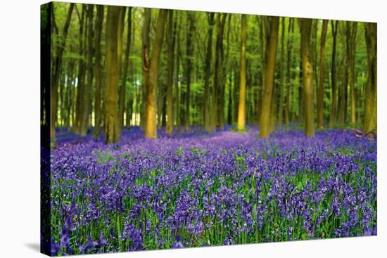 Bluebell Carpet-Alex Stewart-Stretched Canvas