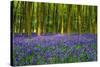 Bluebell Carpet-Alex Stewart-Stretched Canvas