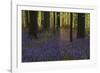 Bluebell Celebration-Wild Wonders of Europe-Framed Giclee Print