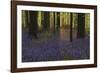 Bluebell Celebration-Wild Wonders of Europe-Framed Giclee Print