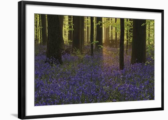 Bluebell Celebration-Wild Wonders of Europe-Framed Giclee Print