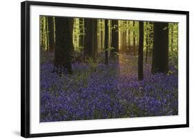 Bluebell Celebration-Wild Wonders of Europe-Framed Giclee Print