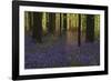 Bluebell Celebration-Wild Wonders of Europe-Framed Giclee Print