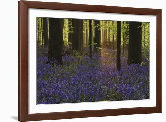 Bluebell Celebration-Wild Wonders of Europe-Framed Giclee Print