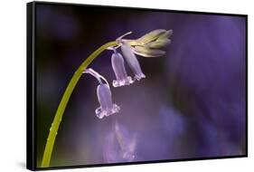 Bluebell close-up, Lanhydrock woodland, Cornwall, UK-Ross Hoddinott-Framed Stretched Canvas