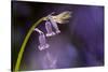 Bluebell close-up, Lanhydrock woodland, Cornwall, UK-Ross Hoddinott-Stretched Canvas