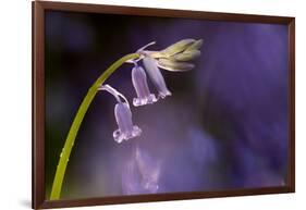 Bluebell close-up, Lanhydrock woodland, Cornwall, UK-Ross Hoddinott-Framed Photographic Print